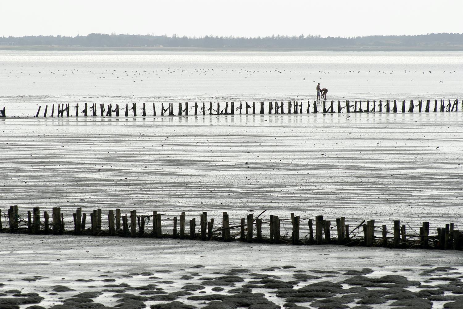 To mennesker går tur i Nationalpark Vadehavet